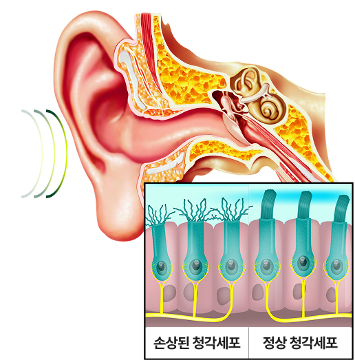귀 해부도